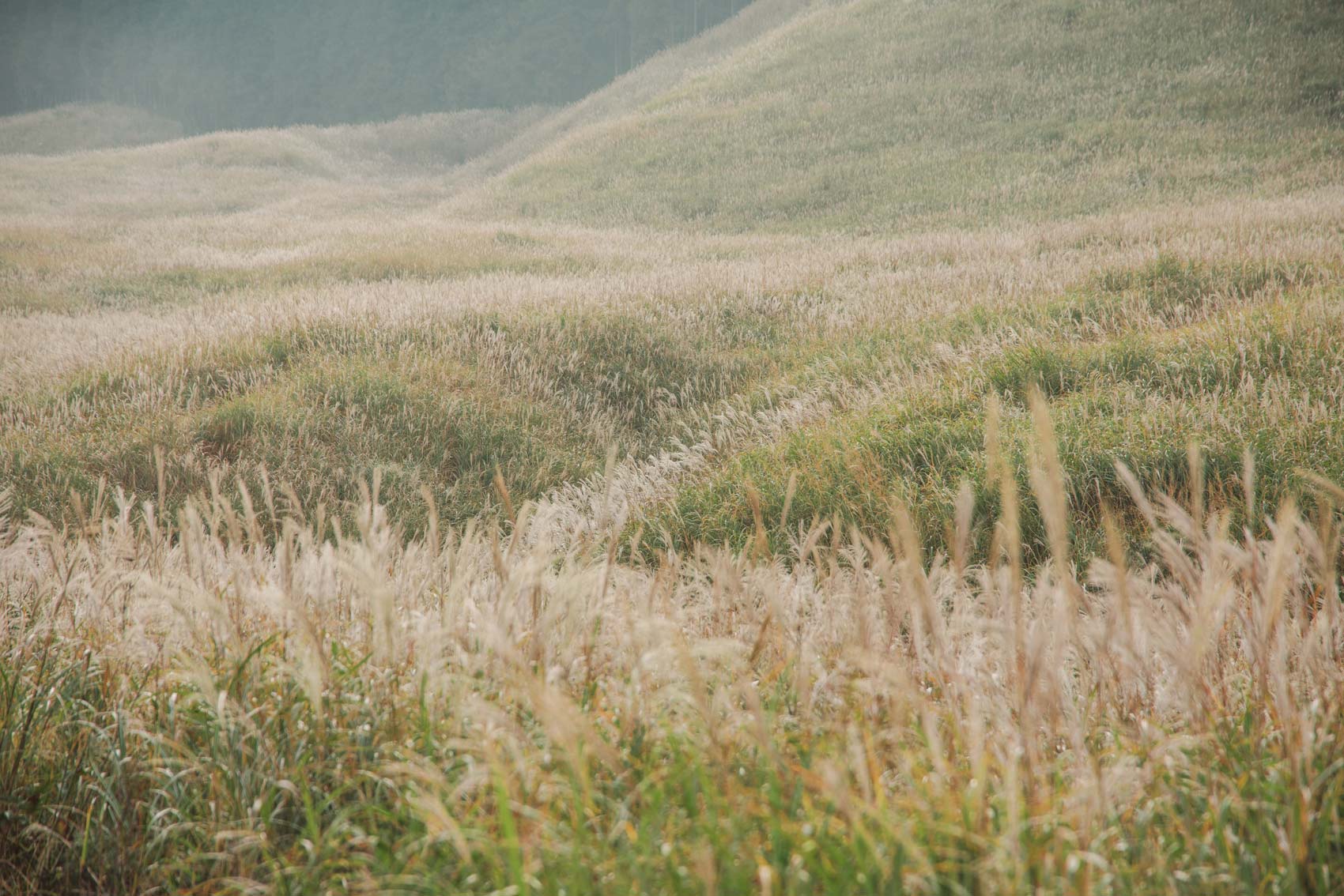 the vast nature of Hakone